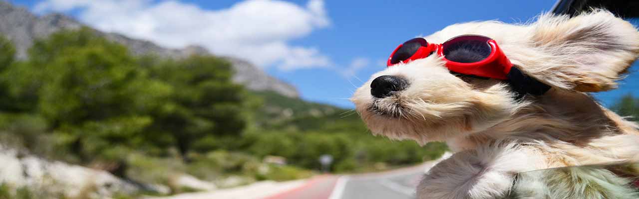 Vacances avec animaux en Sicile