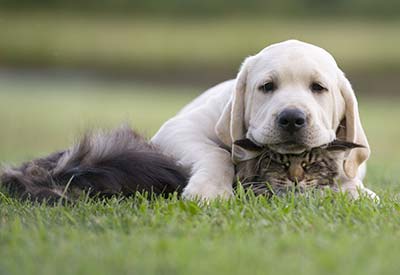 Des animaux en Agritourisme? Mais bien sûr!