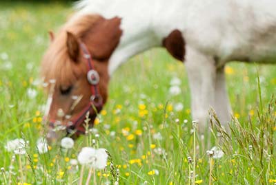 Vacances en Italie dans les Fermes Pédagogiques